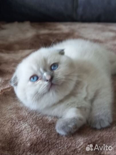 Шотландские котята