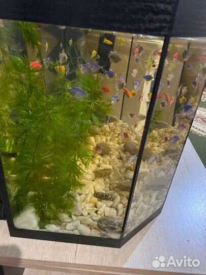 Аквариум