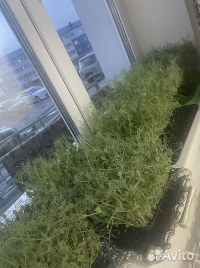 Микрозелень горох