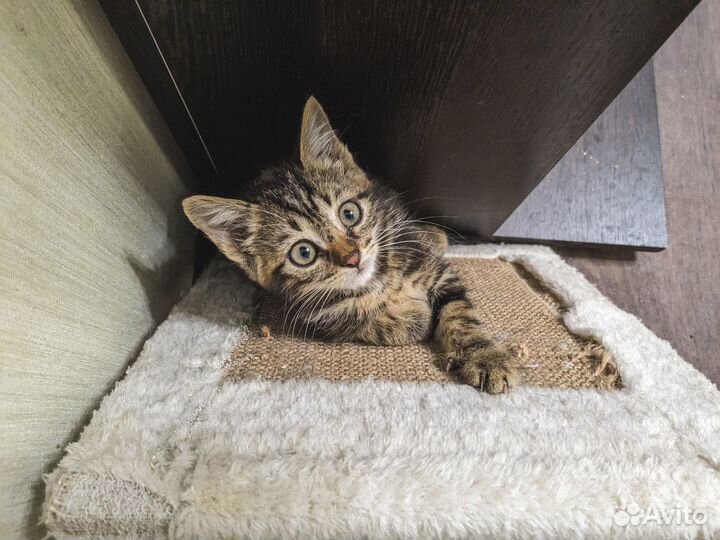 Что-то невероятно умилительно полосатое ищет дом)