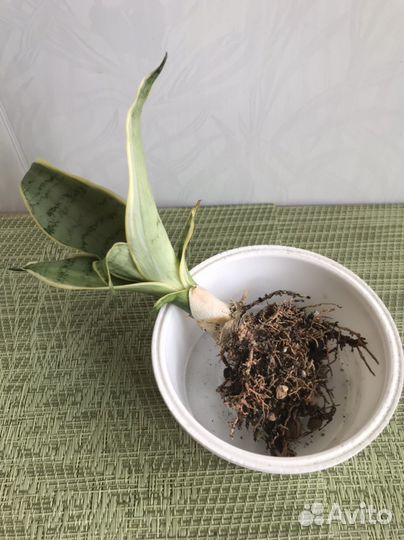 Сансевиерия Ханни Крем