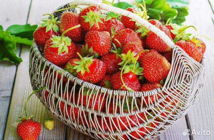 Рассада клубники