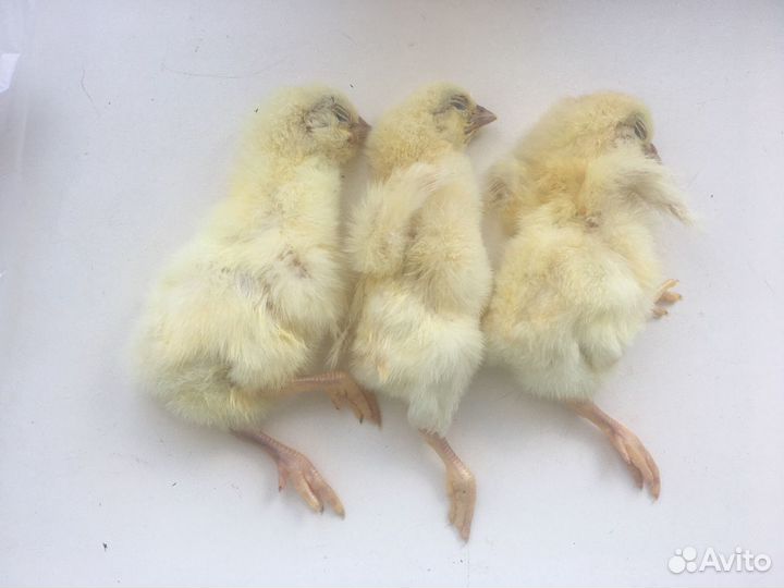 Цыплята суточные замороженные