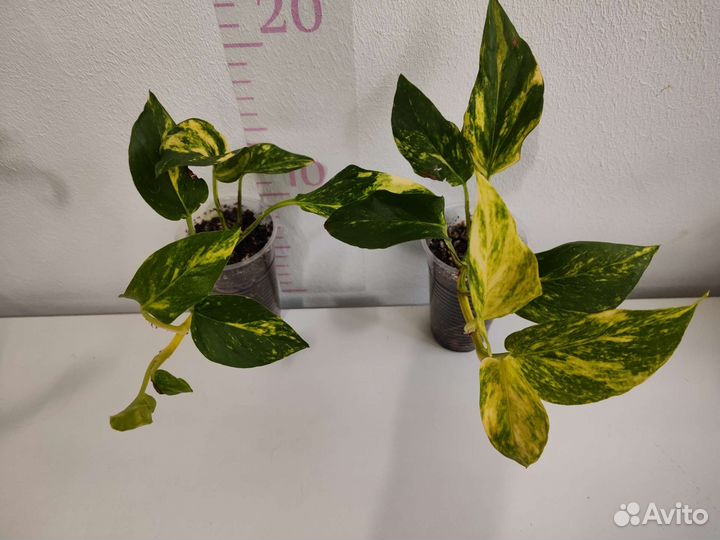 Эпипремнум, Сциндапсус