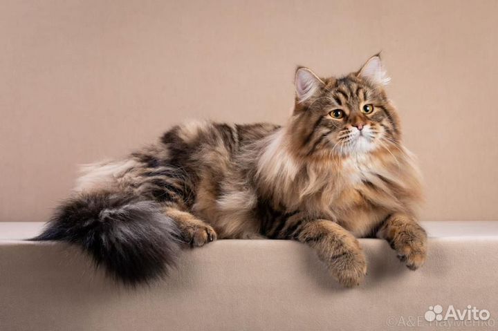 Котята от титулованного сибирского чемпиона