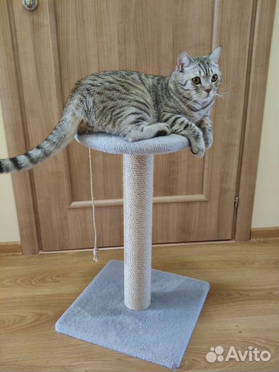 Когтеточка