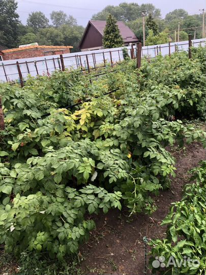 Корни ремонтантной малины