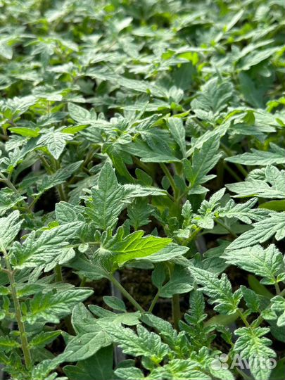 Рассада помидор