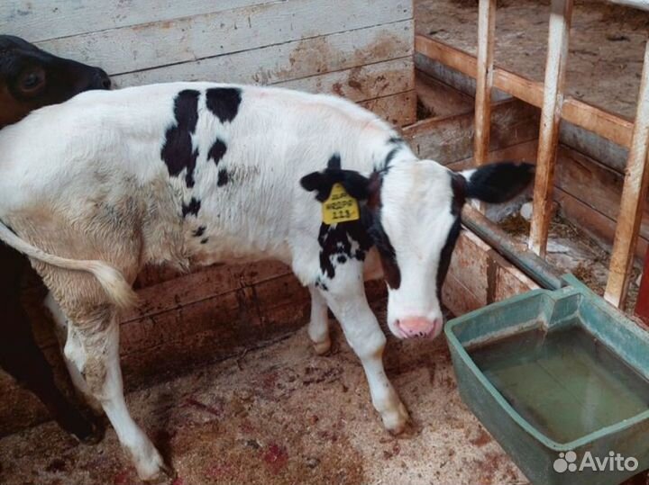 Телята бычки