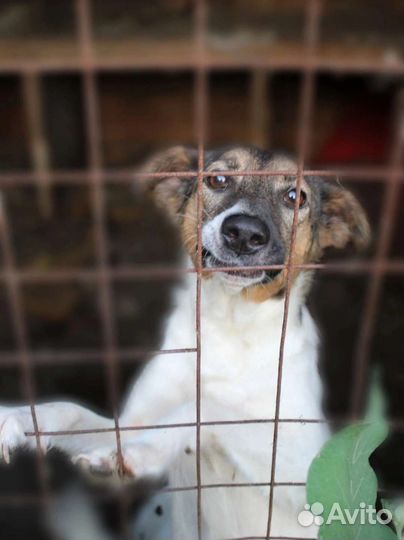 Белочка ищет дом