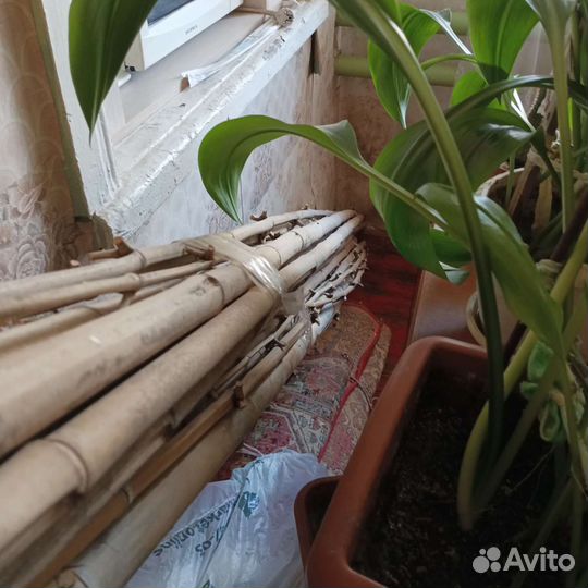 Бамбуковые хлысты