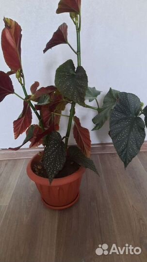 Бегония макулата кустовая.с розовыми кистями соцве