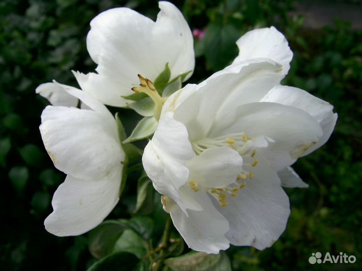 Саженцы туя яблоня виноград вишня груша слива