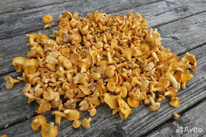 Свежие (новый сезон) и сушеные лисички с доставкой