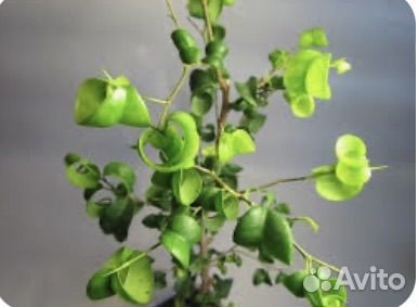 Фикус Баррок, ф. Бенджамина, Драцена