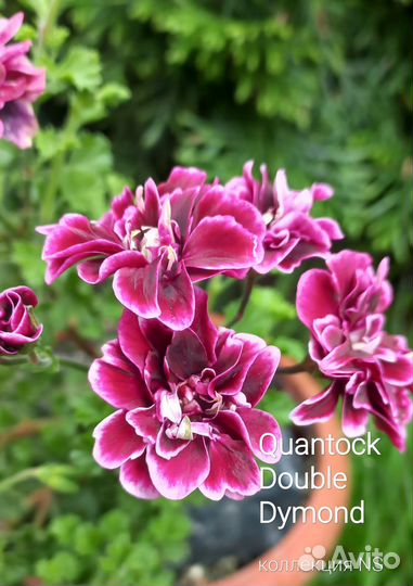 Пеларгонии сортовые