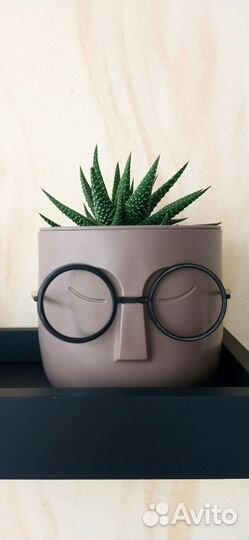 Комнатные растения в горшке, алое, хавортия