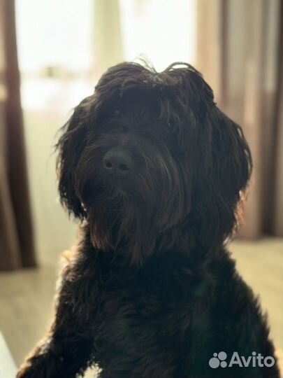 Вязка с шикарным кобелём