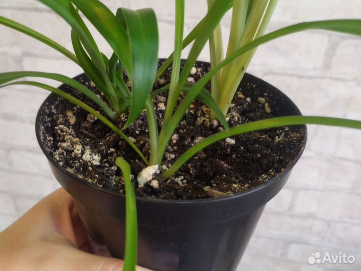 Хлорофитум,два сорта-ассорти