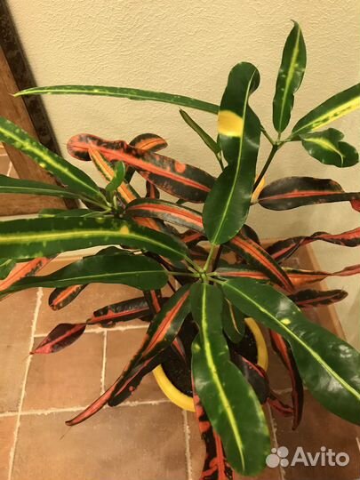 Кротон мамми