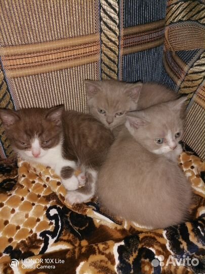 Британские котята