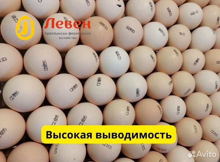 Импортное инкубационное яйцо кобб 500 росс 308
