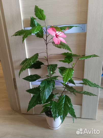 Гибискус китайская роза