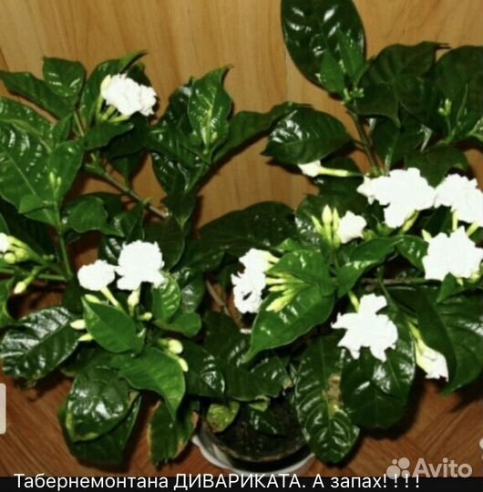 Комнатные растения