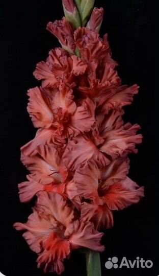 Гладиолусы Огромная коллекция сортов