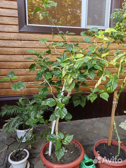 Фикус бенджамина большой