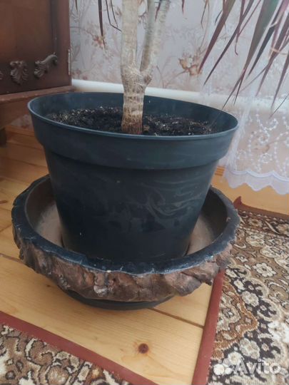 Пальма драцена