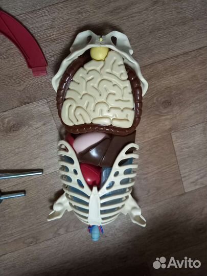 Скелет макет Артем