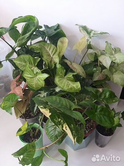 Сингониумы сортовые