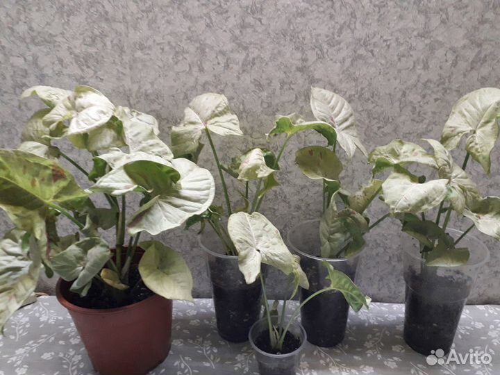 Сингониум конфетти милк