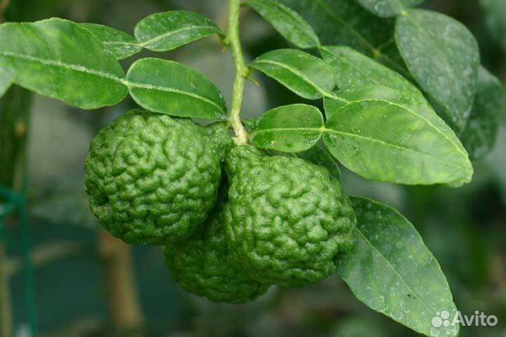 Кафрскии лайм