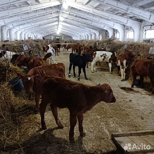 Быки и тёлочки