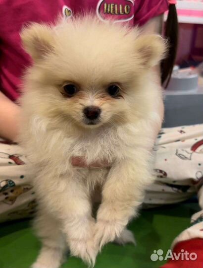 Померанский Шпиц малыши мини