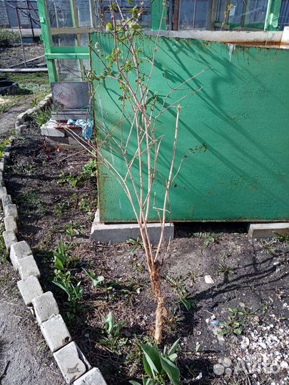 Саженцы жасмина 2х, 3х,5ти детка кустом