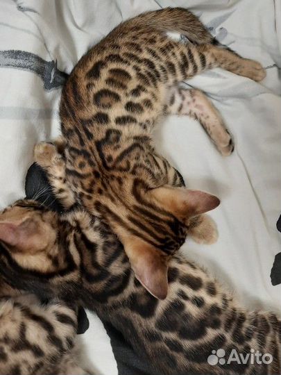 Бенгальская кошка