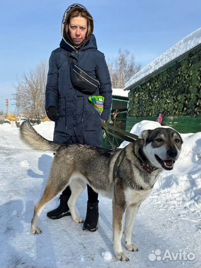 Собака Тайра ждет вас в приюте