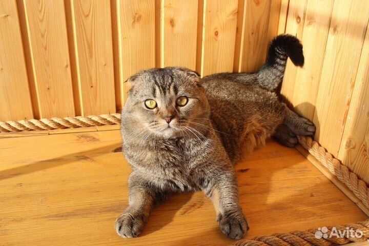 Шотландский вислоухий тикированный кот, вязка