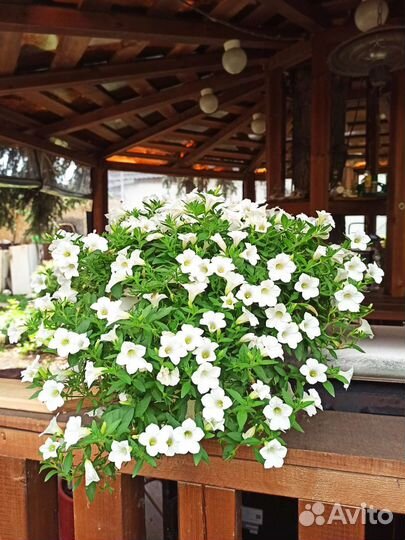 Вегетативные черенки