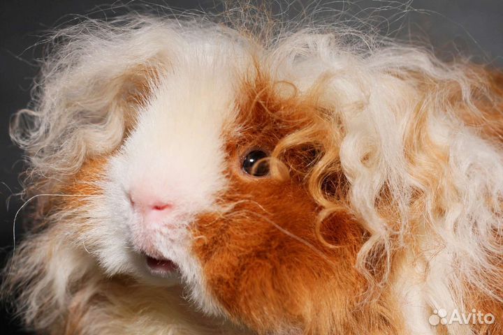 Морская свинка альпака