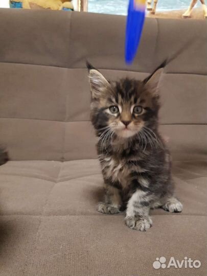 Котята мейн-кун