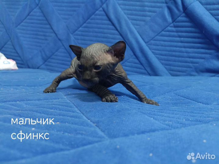 Котята Сфинкс, Эльф