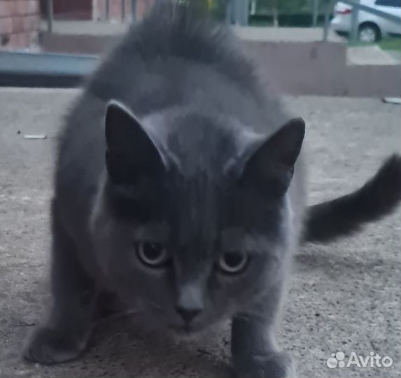 Кот ищет дом