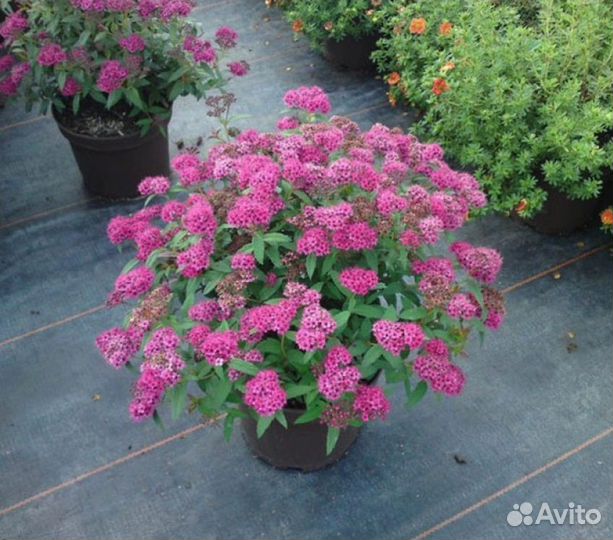 Саженцы Спирея японская Литл Принцесс