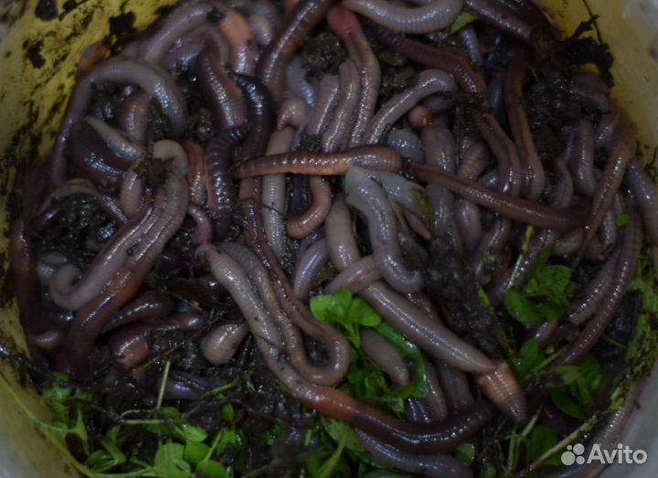 Червь выползок