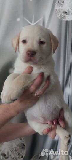 Щенки лабрадора