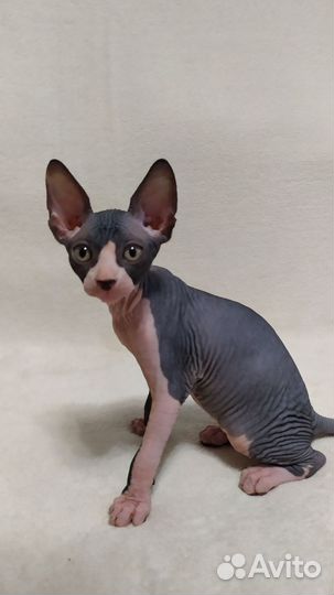 Канадский сфинкс котенок